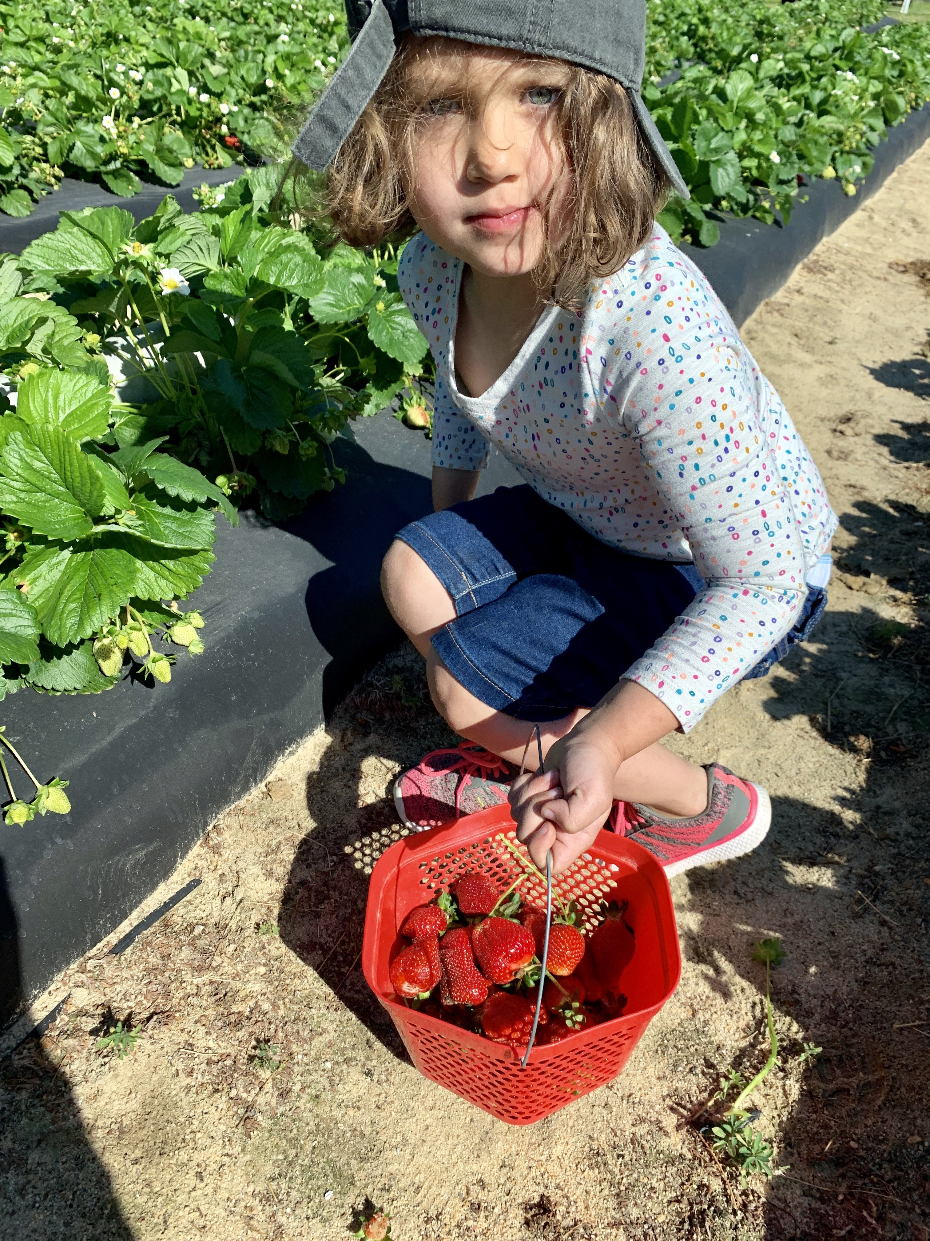 strawberries